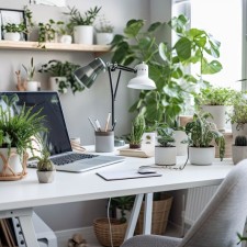 Ofis İçin Çiçek Önerileri
