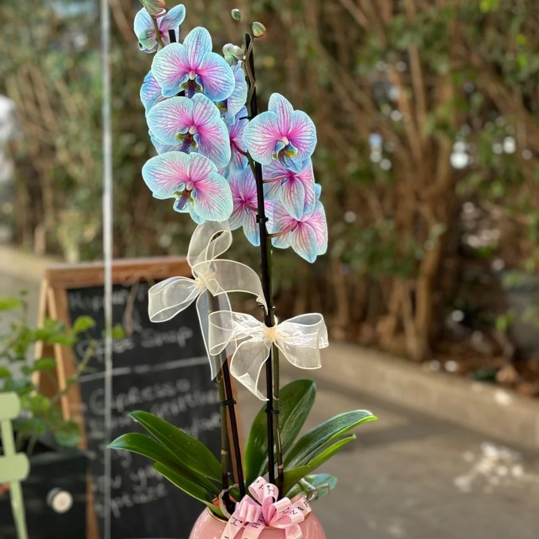 Pembe Mavi Orkide