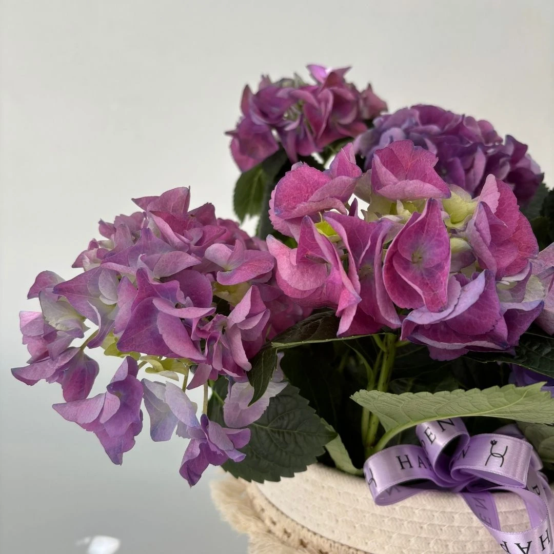 Hasır Sepette Mor Ortanca