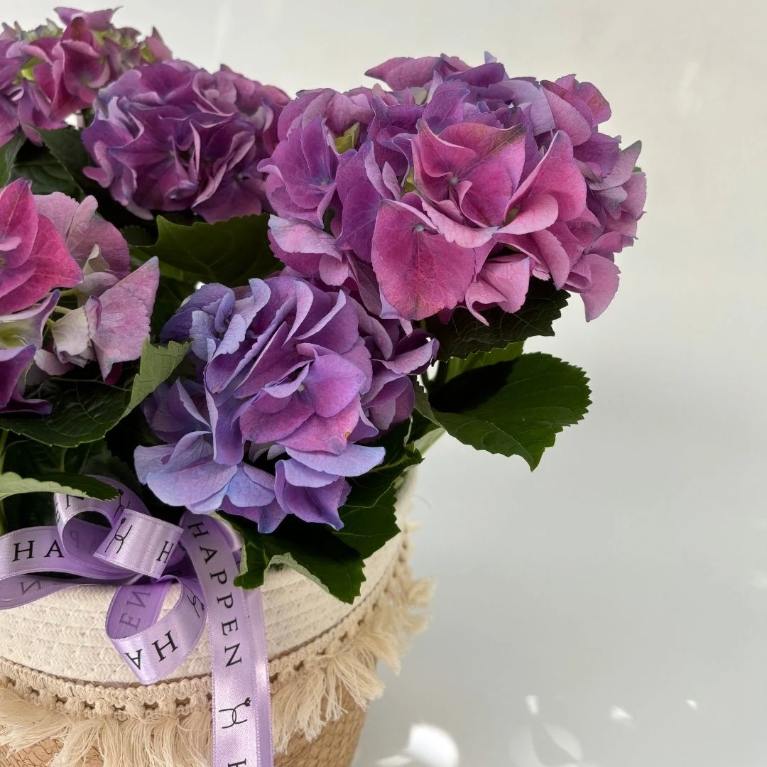 Hasır Sepette Mor Ortanca